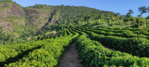 Espirito Santo: cultivo de café criou mais de 60% das vagas de emprego no estado